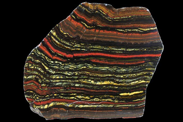 Polished Tiger Iron Stromatolite - ( Billion Years) #96222